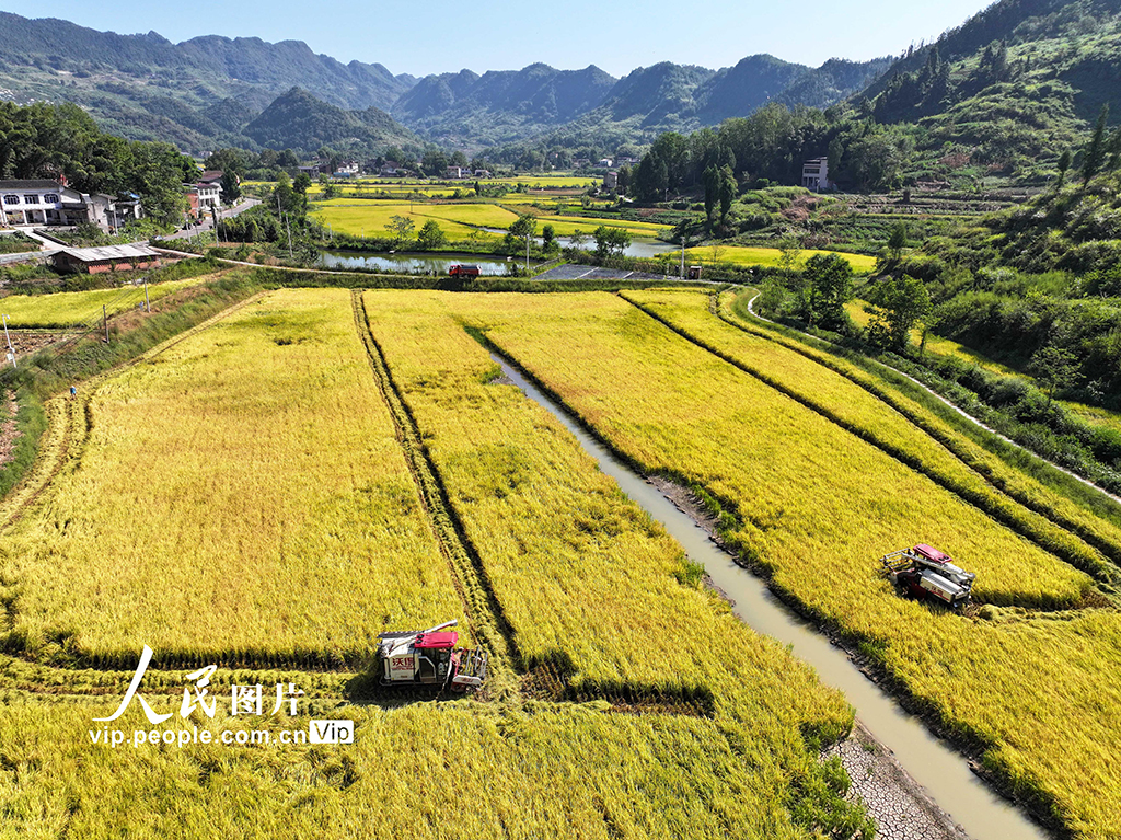 重庆梁平:“稻鱼共生”助力稳粮增收